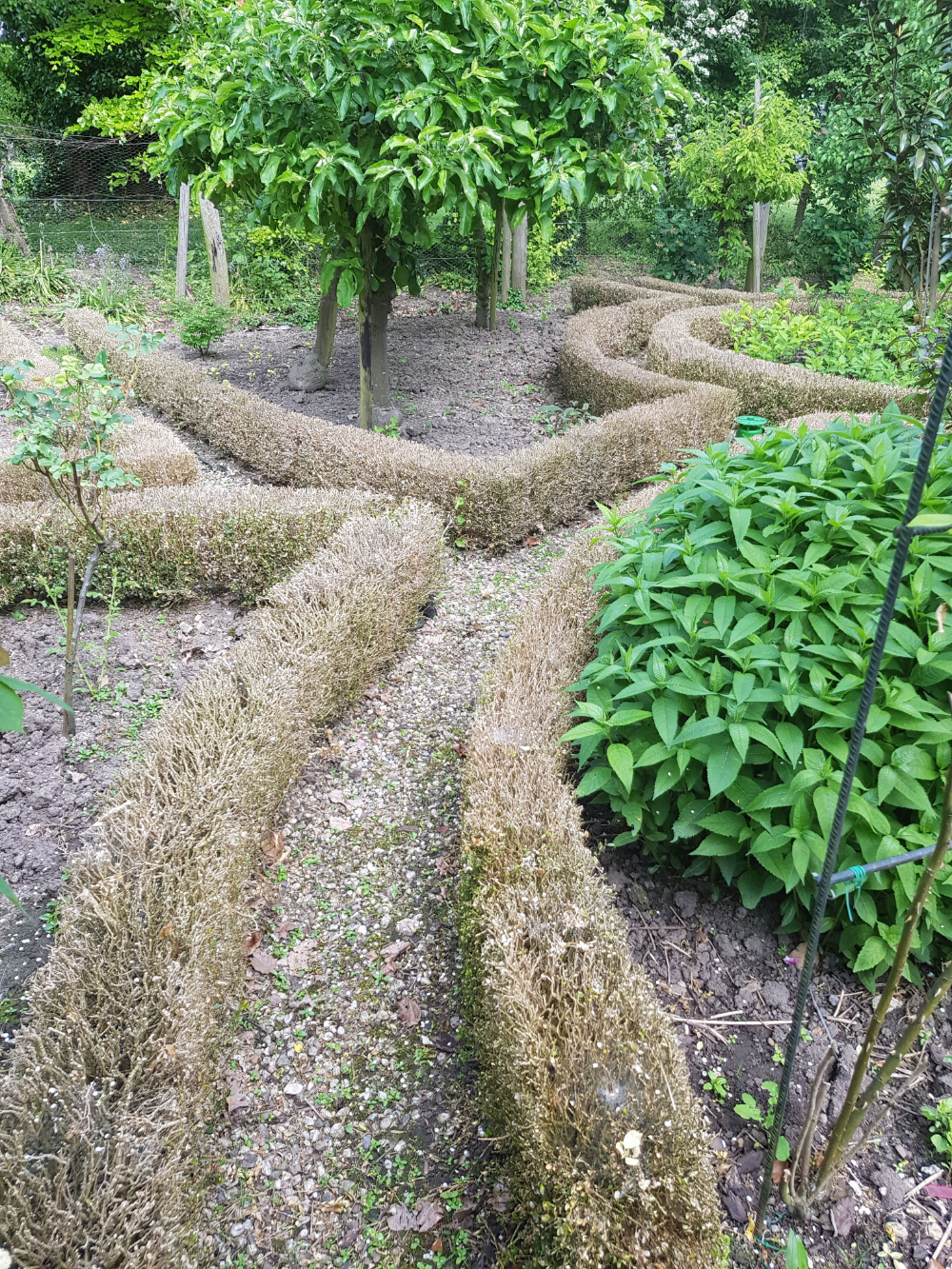 buxus