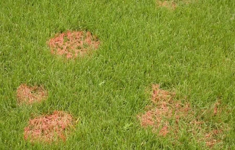 Maladies du gazon mieux vaut prevenir que guerir Gardenpro