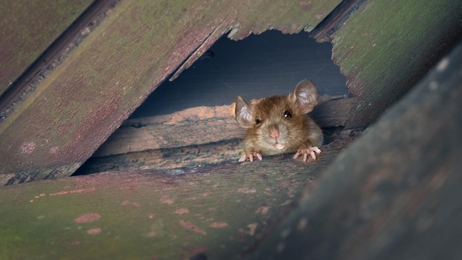 Lutter contre les rats et les souris sans poison