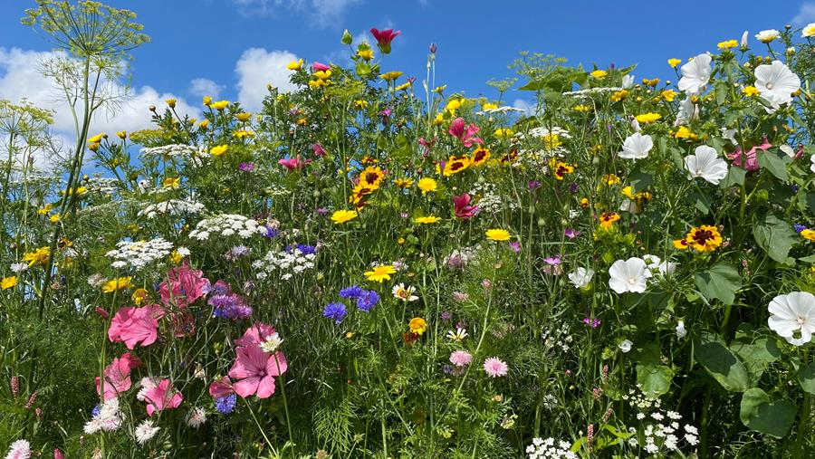 Bloemenweides zetten opmars door