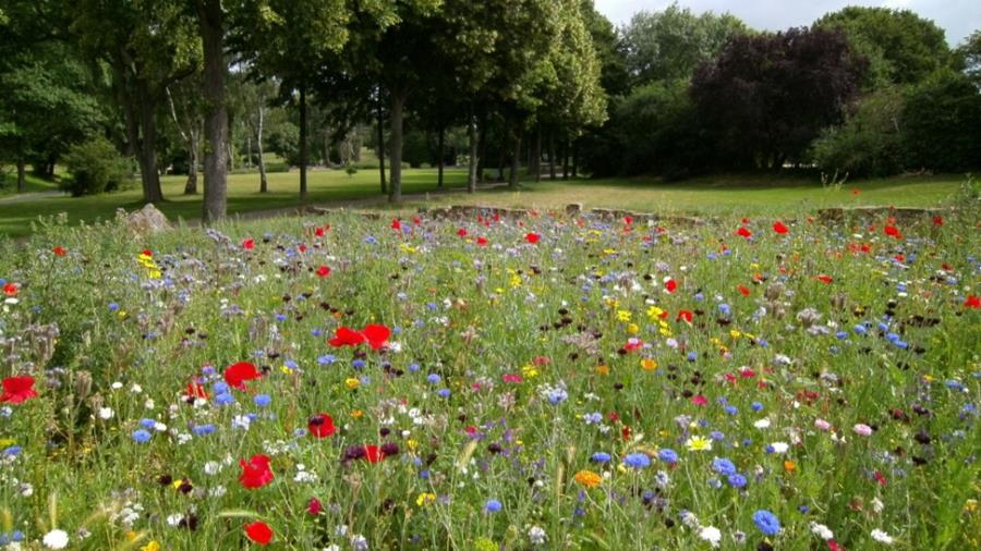 La progression des prairiesfleuries demande des connaissances spéciales