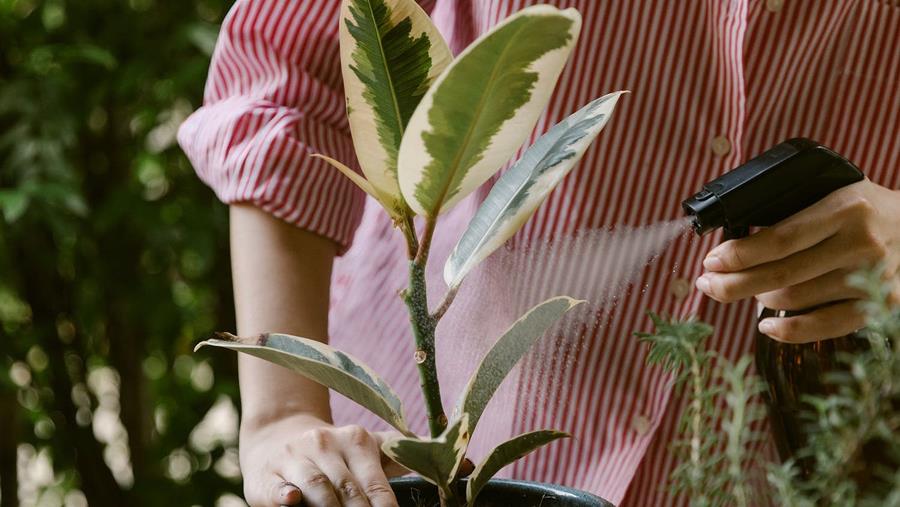 Plagen uitroeien met plantenextracten