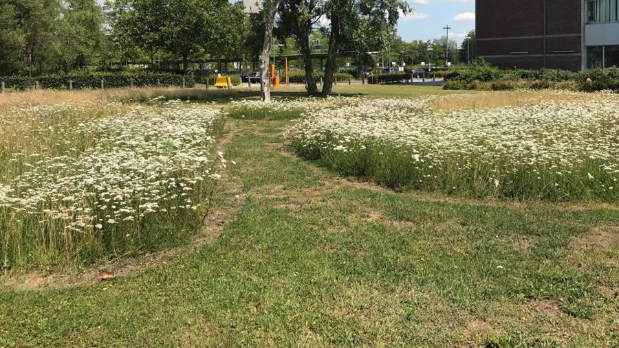 Meer biodiversiteit in een overzichtelijke tuin: hoe doe je dat?