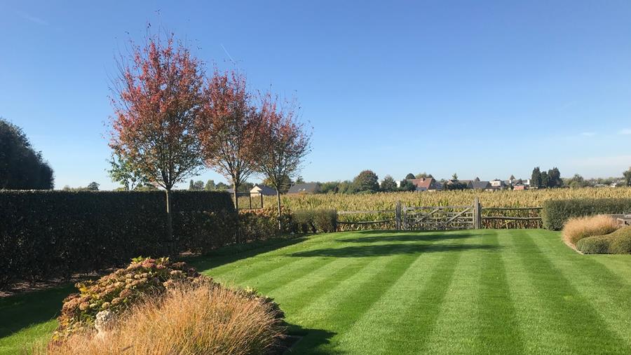 Une pelouse saine bien fertilisée avant l'hiver