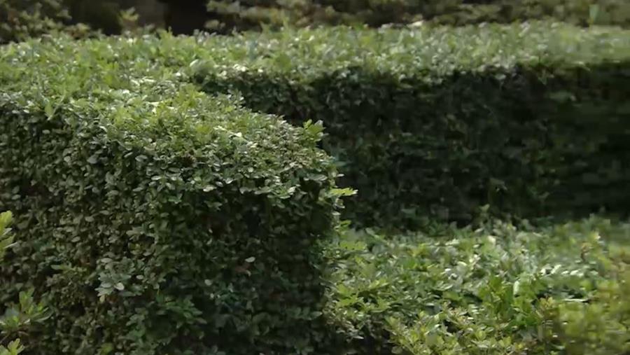 Een haag kiezen: buxus en alternatieven