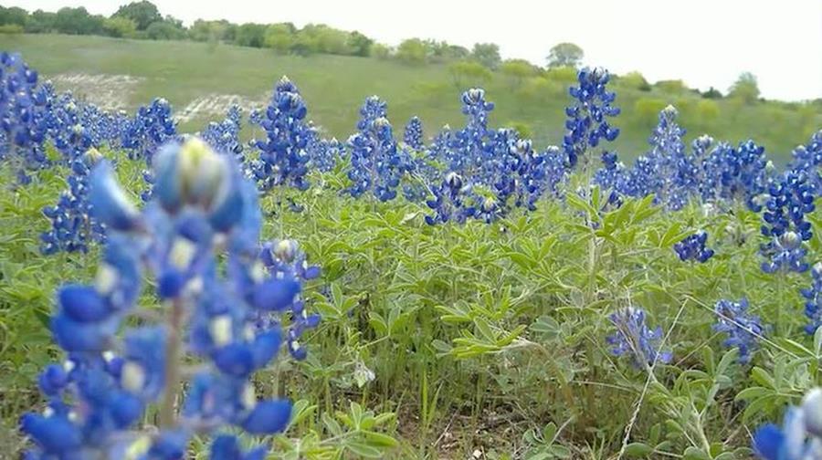 Hoe voorkom je onkruid in je tuin?