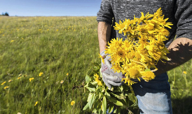 Les plantes médicinales à l'épreuve du changement climatique