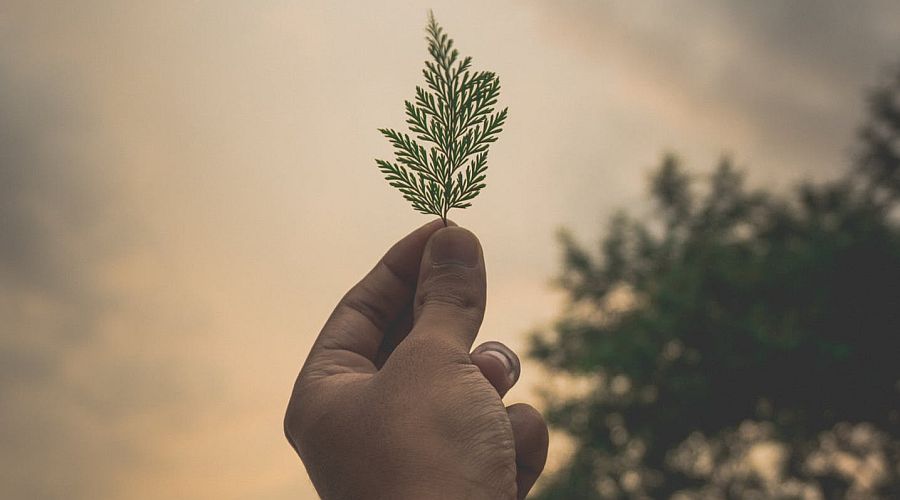 Le soigneur des arbres économise des heures et des coûts