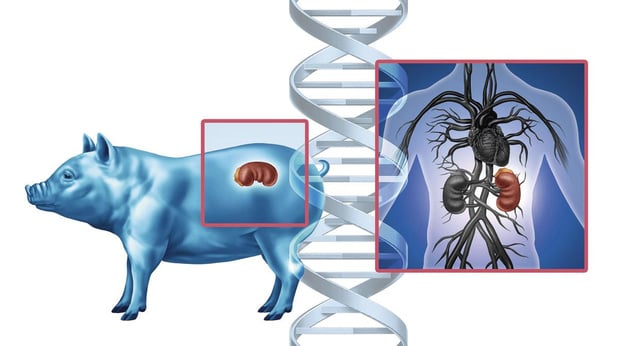 La greffe (animale) prend-elle? 