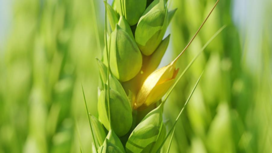 Dossche Mills acquiert Molens T'Kindt