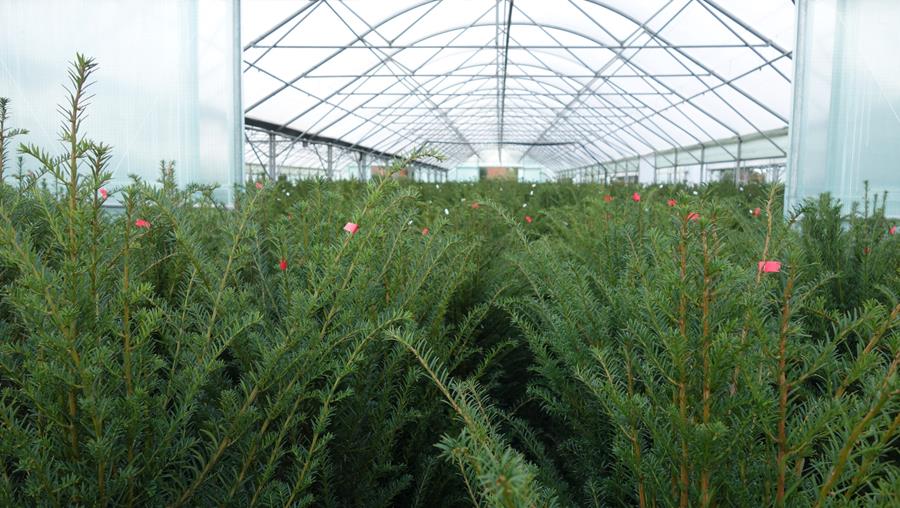 Dossier taxus